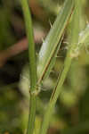 Southern rattlesnake master